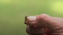 Beehive thefts blamed on honey prices
