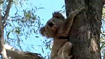 Parched koalas seek new water sources