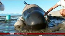 Эмне себептен киттер өздөрүн жээкке ыргытат?