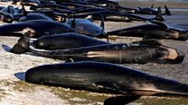 Why do whales get stranded?