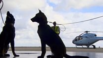 'Poacher' dogs saving African animals