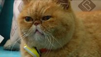You can now measure how fit your pets are