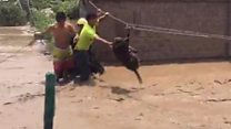 Zip line to rescue dog from floods