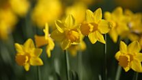 Noma Dumezweni reads Wordsworth's Daffodils
