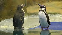 Meet Mumbai's Flipper and his six friends