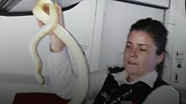 'We have a loose snake on the plane'