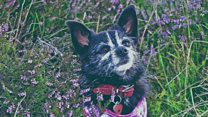 Dog in hole saved with thermal camera