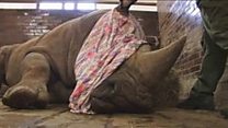 گینڈوں کے غیرقانونی شکار کو روکنے کی انوکھی کوشیش
