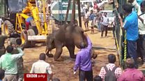 40 அடி ஆழ கிணற்றிற்குள் விழுந்த யானை உயிருடன் மீட்பு(காணொளி)