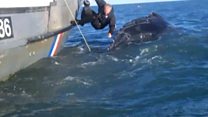 Whale rescue footage released