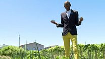 'It's miraculous' says SA's spinach king