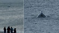 Whale freed after becoming stuck on lobster pots