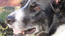 Dog therapy JTG