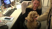 Should you take your pet to work?