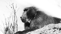 Swansea University researchers spy on Cape Town's raiding baboons