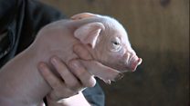 Pork farmer optimistic over Brexit