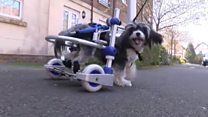 New set of wheels for disabled dog