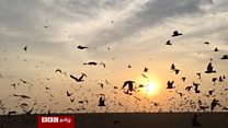 பறவைகளுக்கு உணவளிக்க இணைந்த கைகள்