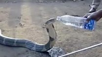 Thirsty snake drinks from water bottle