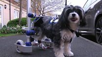 Puffy the dog has her own wheels
