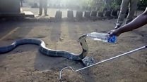 Nyoka apewa na kunywa maji kwa chupa India