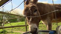 Why didn't donkey want to cross road?