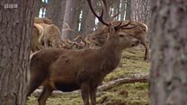 Càineadh air dìth-cheannais nam fiadh