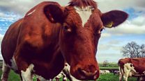 Happy cows