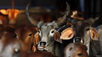 बीफ़ के कारोबार पर पड़ता असर
