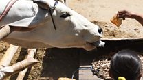 गाय को बचाने इंसान को मारेंगे: राजा सिंह
