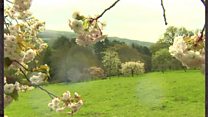 Secret garden at National Trust site