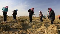 ظلال الشجر توقف زحف الرمال