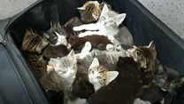 Watch: Kittens found in suitcase