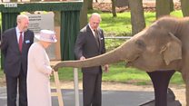 Королева Елизавета II покормила слона бананами