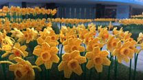 Daffodils made from Lego bricks installed in city