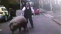 Runaway pig stops traffic