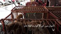 تائیوان میں کتے اور بلیاں کھانے پر پابندی