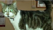 Should Tewkesbury council evict Missy the moggy?