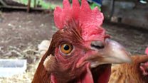 Freedom day for chickens