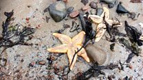 Thousands of starfish wash up on beach