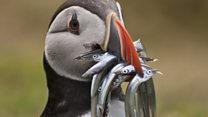 Wildlife on Skomer Island off Pembrokeshire