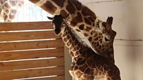 Famous giraffe gives birth in US zoo