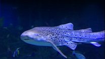 Aquarium shark looks for love on 'fin-der'