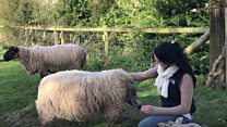Young farmer wants to make a crooked necked sheep sanctuary
