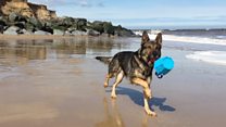'Hero' ex-police dog Finn makes a splash