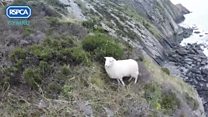 Sheep rescued from cliff after dog chase