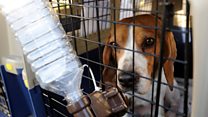 ما معنى عبارة Rehoming؟