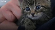 Cute animals