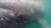 Китлар ўзлари ҳақида видео олишди