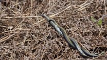 Snakes on plains tracked to save species
